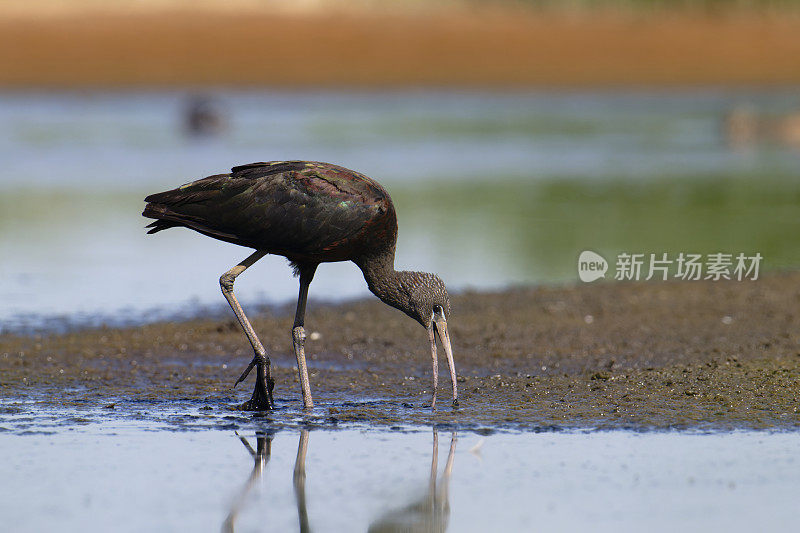 朱鹮(Plegadis falcinellus)